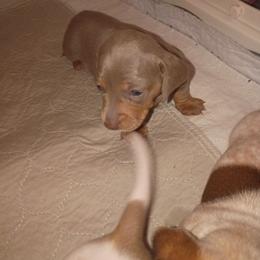 Girl 3 - Fawn (Isabella) female Dachshund puppy in Gracemont, Oklahoma from Frank's Mini Doxies
