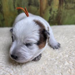Orange Collar Red Female - Red speckled female Australian Cattle Dog puppy in Riverton, Utah from Rundown Ranch Cattle Dogs