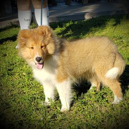 Morgan - Shetland Sheepdog puppy in Moore Haven, Florida from Sheri Harris's Shetland Sheepdogs