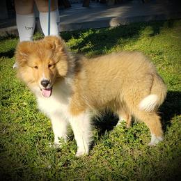 Morgan - Shetland Sheepdog puppy in Moore Haven, Florida from Sheri Harris's Shetland Sheepdogs