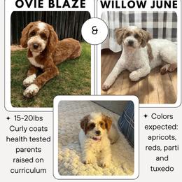 DEPOSIT SPOT 5 - Parti male Goldendoodle puppy in Watertown, New York from True Friend Doodles