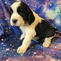 Luna - Black and white female English Springer Spaniel puppy in Terre Haute, Indiana from Muddy River Springers