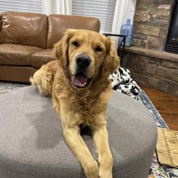 Rudy - Golden Retriever