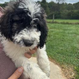 Green color - White and brown female Saint Berdoodle puppy in Batavia, Ohio from Donciedoodlesohio.com