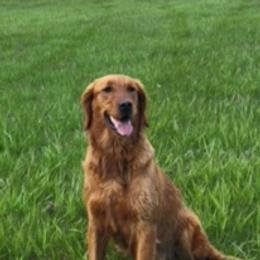 Golden Retrievers and Labrador Retrievers from Battlemountain Kennels