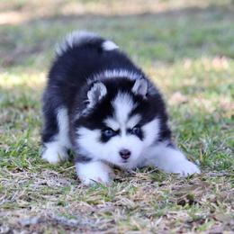 Love Bug - Black and white male Pomsky puppy in Denham Springs, Louisiana from Bayouland Pomskies