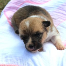 Rose - Pembroke Welsh Corgi puppy from Covered Bridge Corgis
