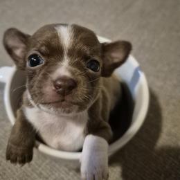 Mrs CoCo Chanel   under 3 lb 5500 blue eyes - Chocolate and white female Chihuahua puppy in Las Vegas, Nevada from Quality Poms Chihuahua Yorkies of Las vegas