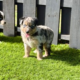 Diva - Blue merle female Australian Shepherd puppy in Oak Hill, Florida from Swingin T Ranch LLC