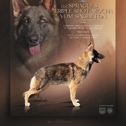 Mocha - German Shepherd