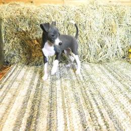 Bianca Female 4 - Blue female Italian Greyhound puppy in Sparta Tn And Caryville Fl, Florida from Summerwind Kennel