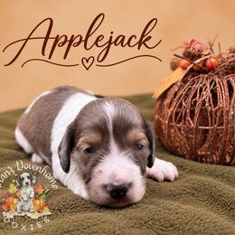 Applejack - Piebald male Dachshund puppy in Hockley, Texas from Shans Down Home Doxies