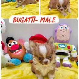 Bugatti - Chocolate sabled fawn male Chihuahua puppy in Williamsburg, Virginia from PAWSitive Cheeky Chihuahuas