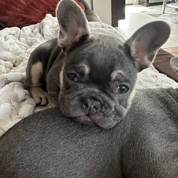 French Bulldog Puppies from Wyatt and co Frenchies