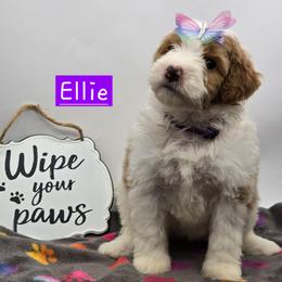 Ellie - Red female Bernedoodle puppy in Neillsville, Wisconsin from Granton Creek