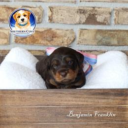 Benjamin Franklin - Chocolate male Australian Labradoodle puppy in Winter Haven, Florida from Southern Cove Labradoodles