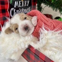 Yellow Girl - Parti female Goldendoodle puppy in Greeley, Colorado from Millie Billie Doodles