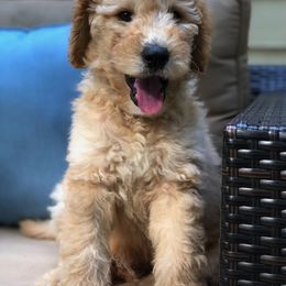 Goldendoodle and Poodle Puppies from Chattahoochee Kennels