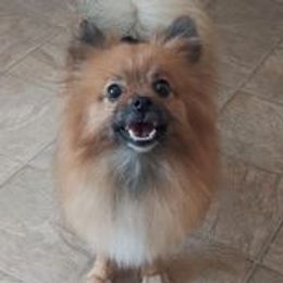 Leesi - Pomeranian