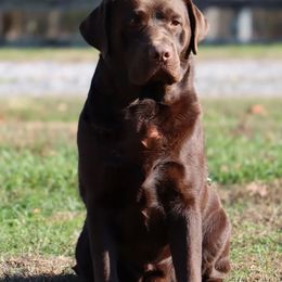 Woody - Labrador Retriever