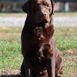 Woody - Labrador Retriever