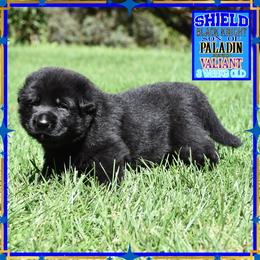 Shield the Black Knight - Black male German Shepherd puppy in Murrieta, California from Diamond Oaks German Shepherds
