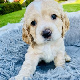 Lily - Brown and white female Cocker Spaniel puppy in Irvine, California from Cocker Spaniels