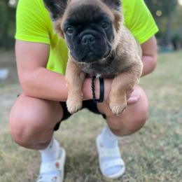 French Bulldog Puppies from Frenchie Love Bugs