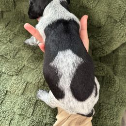 German Shorthaired Pointer Puppies from Golden pointers