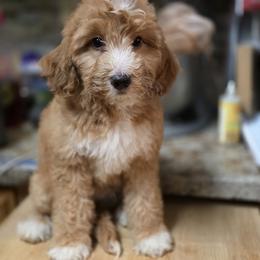 Fred - Red male Bernedoodle puppy in Milton, Florida from Sutton Place Doodles