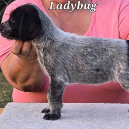 Ladybug - Black and white German Wirehaired Pointer puppy in Wellston, Ohio from Blue Line GWPs