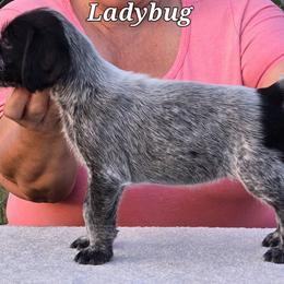 Ladybug - Black and white German Wirehaired Pointer puppy in Wellston, Ohio from Blue Line GWPs