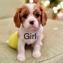 Cavalier King Charles Spaniels and Cavapoos from Waggin Tails