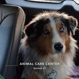 Jaxs - Australian Shepherd