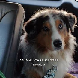 Jaxs - Australian Shepherd