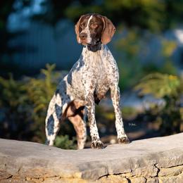 German Shorthaired Pointer All Grown Up from Halestorm Kennel