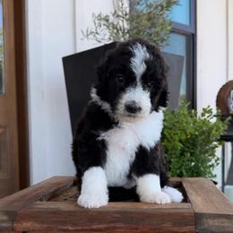 Mary - Black and white female Bernedoodle puppy in Yuba City, California from Ranch House Doodles