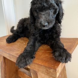 Havanese, Poodle, and Sheepadoodle Puppies from KK's Doodles and Havanese