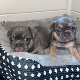 French Bulldog and Olde English Bulldogge Puppies from Uptop bulls kennel