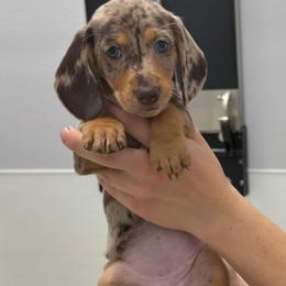 Dachshund Puppies from Wiggles & Wags Dachshund's