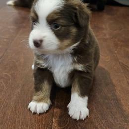 Miniature Australian Shepherd and Toy Australian Shepherd Puppies from The Stanley's Little Aussies