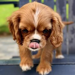 Alfie - Ruby male Cavalier King Charles Spaniel puppy in Blanding, Utah from Blue House Cavaliers