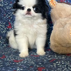 Marilyn - Black tan and white female Japanese Chin puppy in Slen, Oregon from Itty Bittys