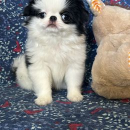 Marilyn - Black tan and white female Japanese Chin puppy in Slen, Oregon from Itty Bittys