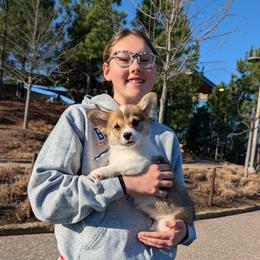 Kloe - Sable and white female American Corgi puppy in Shawnee, Oklahoma from Sunray Ranch