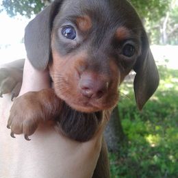 Dachshunds from Countridox Dachshunds