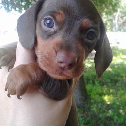 Dachshunds from Countridox Dachshunds