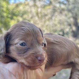 Hazel- long coat - Red female Dachshund puppy in Lakeland, Florida from Elite Doxies Florida