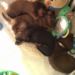 Dachshund Puppies from Royall T Dachshunds