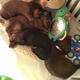 Dachshund Puppies from Royall T Dachshunds
